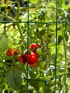 Tomato Cages, Set Of 4 -Garden Tools Store 34182 588 tif
