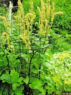 Essex Plant Supports -Garden Tools Store 37423 200 tif