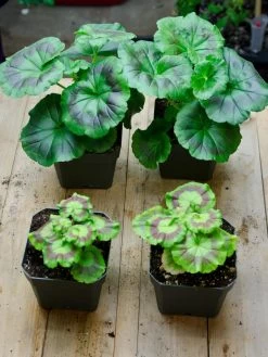 Organic Seed Starting Mix, 6 Quarts -Garden Tools Store 37808 002E tif