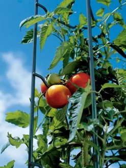 Tomato Ladders, Set Of 3 -Garden Tools Store 38184 003E tif