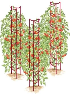 Tomato Ladders, Set Of 3