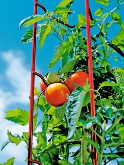Tomato Ladders, Set Of 3 -Garden Tools Store 38185 003E tif