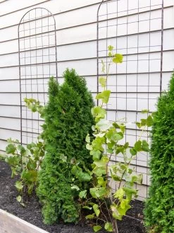 Jardin Flower Trellis -Garden Tools Store 38689 6002 tif