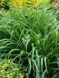 Jardin Bird Cage Support, 26" 9 Jardin Bird Cage Support, 26" -Garden Tools Store 39 521 0073 tif