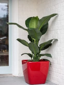 Viva Square Self-Watering Rolling Planter, 20" Diameter, Set Of 2 18 Viva Square Self-Watering Rolling Planter, 20" Diameter, Set Of 2 -Garden Tools Store 3 4 crop 8612930 0032 tif