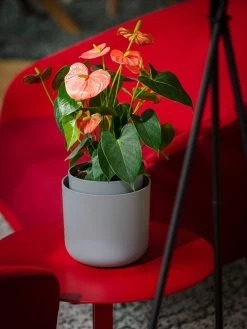 Tolita Recycled Self-Watering Flower Pot, 8" Diameter