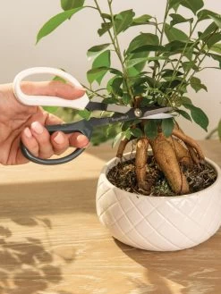 Japanese Pruning Scisssors 16 Japanese Pruning Scisssors -Garden Tools Store 3 4 crop 8612968 0087