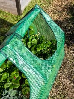 Multi Cloche -Garden Tools Store 3 4 crop 8613213 0240