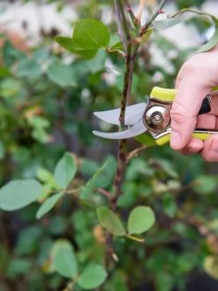 Pocket Pruners -Garden Tools Store 8586314 027 tif