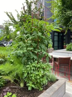 Tomato Towers, Set Of 2 -Garden Tools Store 8587041 01IN tif