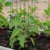 Pepper And Eggplant Cages, Set Of 3 -Garden Tools Store 8587048 1073 tif