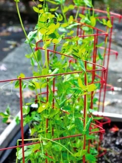Expandable Pea Trellis -Garden Tools Store 8587061 100 tif
