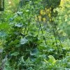 Deluxe Cucumber Trellis 2 Deluxe Cucumber Trellis -Garden Tools Store 8587083 01IN