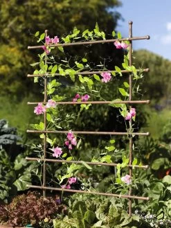 Jardin Ladder Trellis 9 Jardin Ladder Trellis -Garden Tools Store 8587107 083 tif