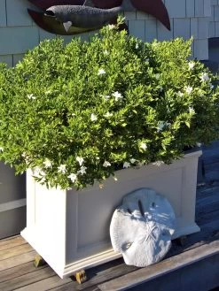 Fairfield Self-Watering Patio Planters, 20” X 36” -Garden Tools Store 8588417 208V tif