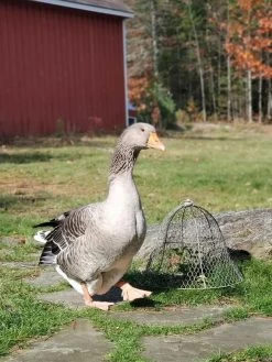 Chicken Wire Cloche -Garden Tools Store 8590210 01IN tif