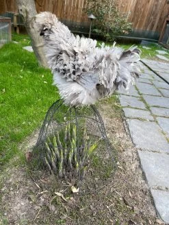 Chicken Wire Cloche -Garden Tools Store 8590210 02CUST tif