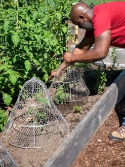 Chicken Wire Cloche With Extension -Garden Tools Store 8590210 0442 tif