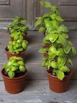 Organic Self-Watering Potting Mix, 20 Qts. 13 Organic Self-Watering Potting Mix, 20 Qts. -Garden Tools Store 8592212 3979 001E tif 3