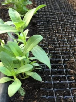 Cat Scat Mat -Garden Tools Store 8592448 03CUST tif