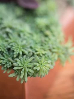 Tall Rectangular Copper Plant Tray, 18" X 5" X 4" 9 Tall Rectangular Copper Plant Tray, 18" X 5" X 4" -Garden Tools Store 8593534 4601 tif