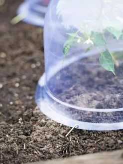 Medium Garden Cloches, Set Of 6 -Garden Tools Store 8593985 9441 tif