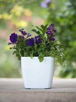 Viva Square Self-Watering Planter, 7" Diameter -Garden Tools Store 8595223 1118 tif