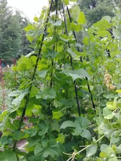 Titan Teepee Trellis -Garden Tools Store 8595757 01EMP tif