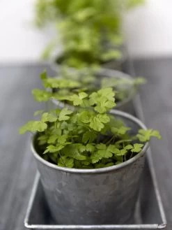 Galvanized Herb Planters With Rectangular Tray 8 Galvanized Herb Planters With Rectangular Tray -Garden Tools Store 8595903 advice 1777 tif