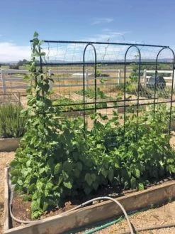 Titan Pea Tunnel -Garden Tools Store 8596275 01CUST tif