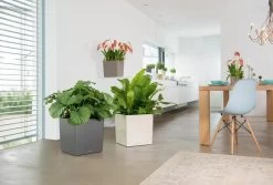 Lechuza® Cube Premium Planters -Garden Tools Store 8597506 02V tif