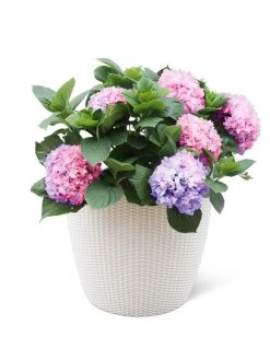 Weave Self-Watering Round Planter, 17" White 7 Weave Self-Watering Round Planter, 17" White -Garden Tools Store 8598372 3002 tif