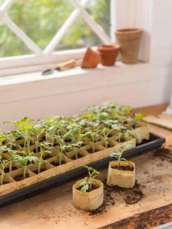 Paper Pots, 50 Cell -Garden Tools Store 8599830 0502 paper pots 50 cell tif