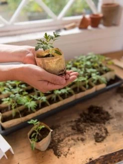 Paper Pots, 50 Cell -Garden Tools Store 8599830 0507 tif