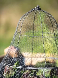 Chicken Wire Cloche With Extension -Garden Tools Store 8600116 0607 tif