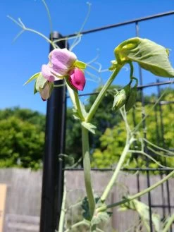 Gardener’s Victory Self-Watering Planter With Vine Trellis -Garden Tools Store 8600177 6588 tif