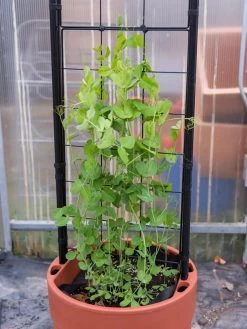 Gardener’s Victory Self-Watering Planter With Vine Trellis -Garden Tools Store 8600178 5000 tif