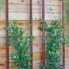 Ina Modern Wall Trellis Sr. -Garden Tools Store 8600510 05V tif