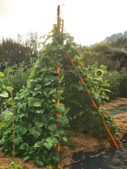 Annabel Tipi Trellis -Garden Tools Store 8600521 02V tif