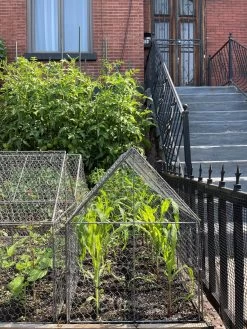 Chicken Wire Crop Coop 25 Chicken Wire Crop Coop -Garden Tools Store 8609080 02CUST tif