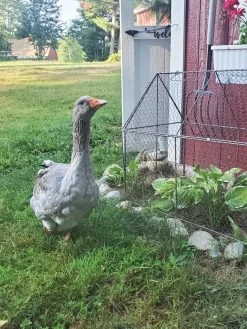 Chicken Wire Crop Coop 23 Chicken Wire Crop Coop -Garden Tools Store 8609080 02IN tif
