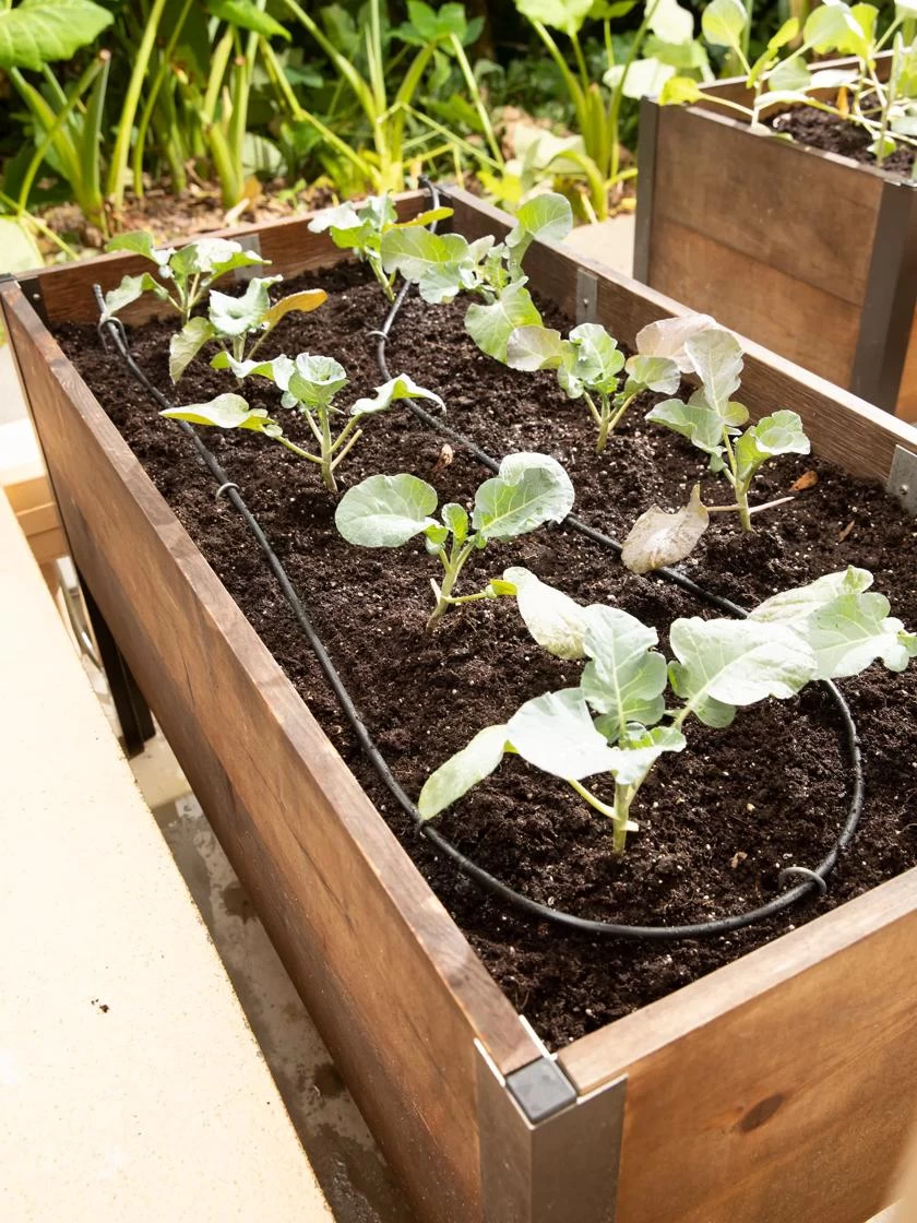 Raised Bed Drip Line Irrigation Kit 3 Raised Bed Drip Line Irrigation Kit