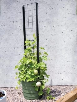 Gardener’s Victory Self-Watering Planter With Vine Trellis -Garden Tools Store 8610238 15487 tif