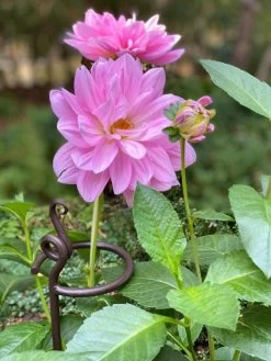 Arden Single Stem Supports, Set Of 2 -Garden Tools Store 8610375 5703 tif