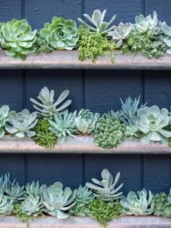 3-Tier Vertical Wall Planter, 3' 11 3-Tier Vertical Wall Planter, 3' -Garden Tools Store 8611013 055 tif