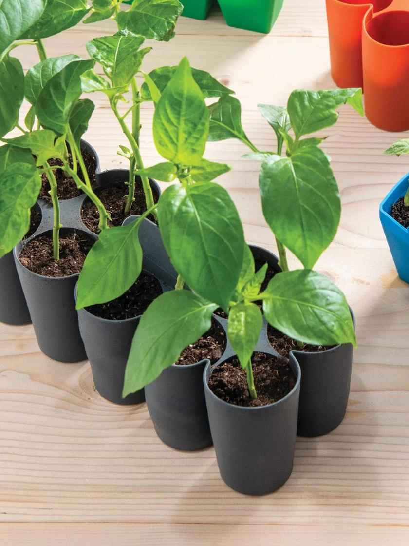 Sili-Seedlings® Seedling Tray, 10-Cell 3 Sili-Seedlings® Seedling Tray, 10-Cell