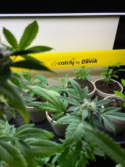 Catchy Natural Greenhouse Pest Protection Sticky Roll, 30’ 9 Catchy Natural Greenhouse Pest Protection Sticky Roll, 30’ -Garden Tools Store 8611979 8004