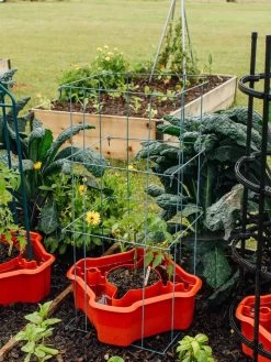 Deluxe Tomato Halos, Set Of 2 -Garden Tools Store 8612045 226 tif