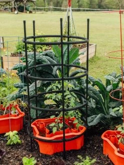 Deluxe Tomato Halos, Set Of 2 -Garden Tools Store 8612045 228 tif