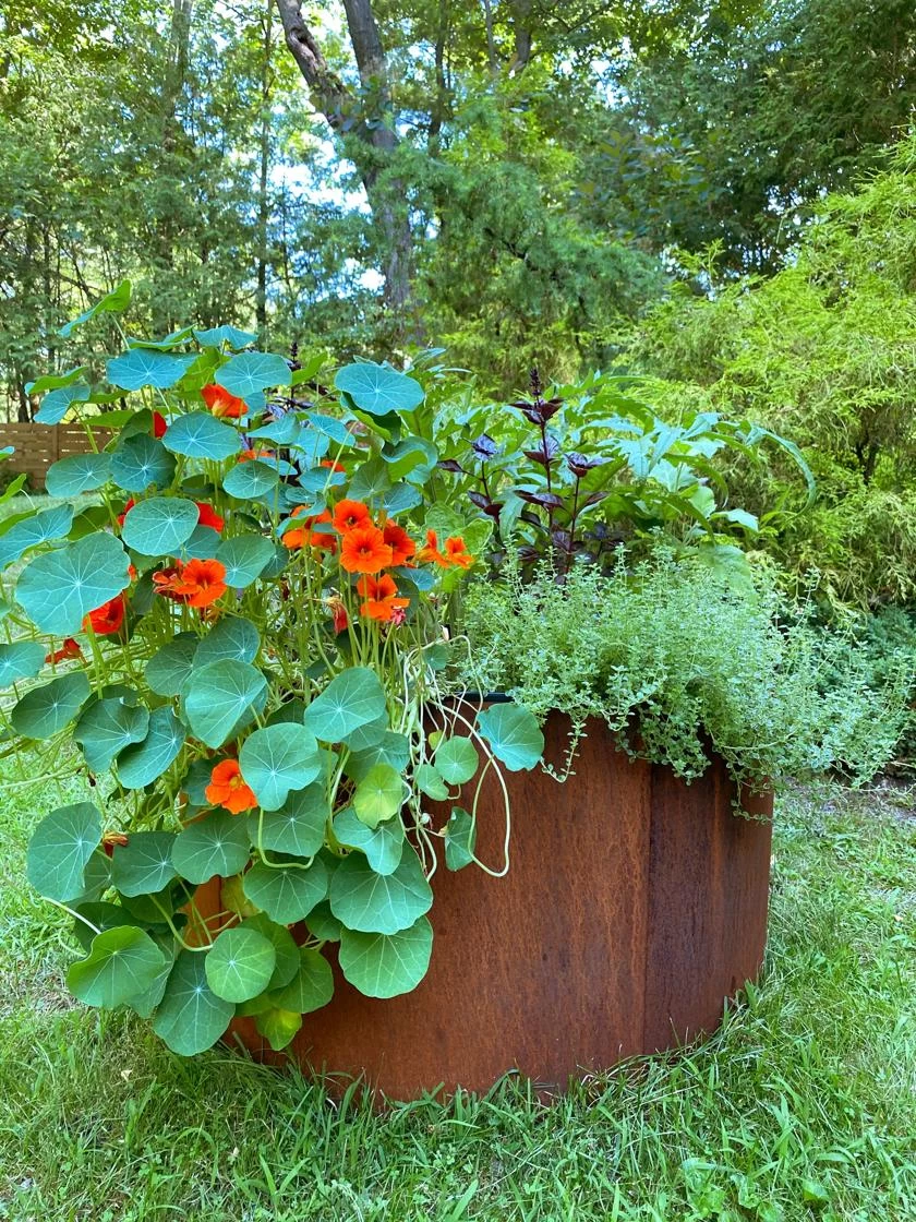 Birdies™ Corten Steel Round Raised Beds 4 Birdies™ Corten Steel Round Raised Beds - Image 2